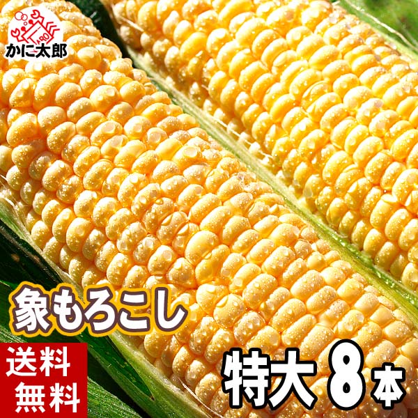 特大サイズ とうもろこしゴールドラッシュ