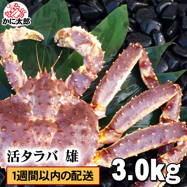 活本タラバガニ オス 生きたタラバガニ 茹でたて出荷可能 活きたままでの配送も可能です 生きたタラバガニ は お刺身や焼き蟹 かにすきでお召し上がりください