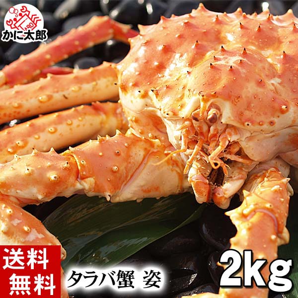 本タラバカニ 姿 冷凍 かに太郎 お得な1 6ｋｇサイズから ４キロを超えるサイズまで豊富に在庫しております １２時までもご注文なら即日出荷可能です